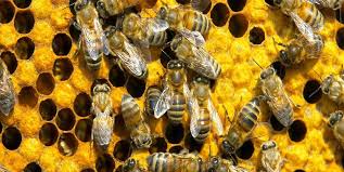 Biólogo alerta que época do ano é propícia ao ataque de abelhas
