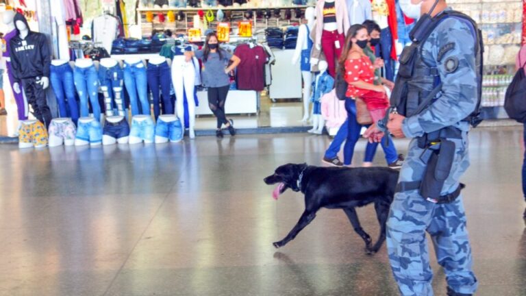 Policiamento com cães, o diferencial no combate às drogas – Agência Brasília