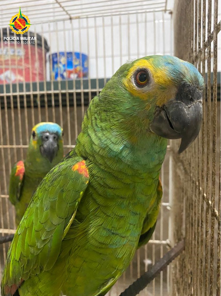 Equipe ambiental resgata dois papagaios no Riacho Fundo