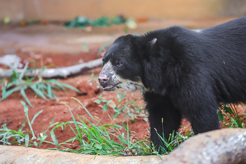 Zoo recebe ursa ameaçada de extinção