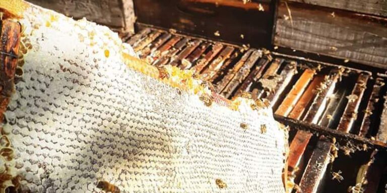Comércio ilegal de abelhas na internet é ameaça à espécie