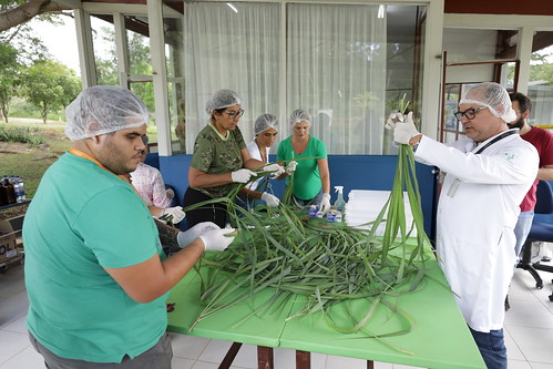 06/03/2024 - Mutirão da Saúde produz repelente caseiro contra a dengue