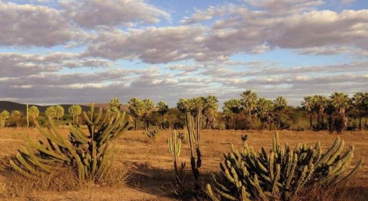 Caatinga-750x410